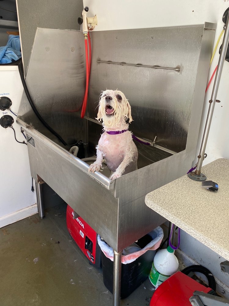 THE TAILORED GROOMER Updated June 2024 26 Photos & 28 Reviews