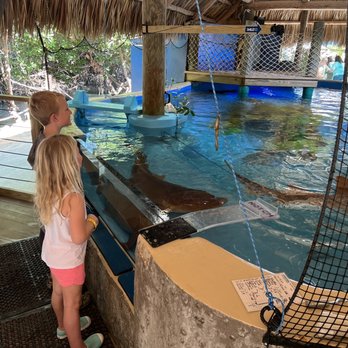 Florida Keys Aquarium Encounters - Nurse shark feeding - Aquariums Near Me - Marathon, Florida Florida Keys Aquarium Encounters - Nurse shark feeding - Aquariums Near Me - Marathon, Florida