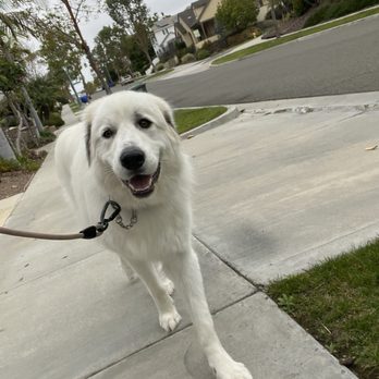 Brooke's Prancing Paws - Dog Walkers Near Me