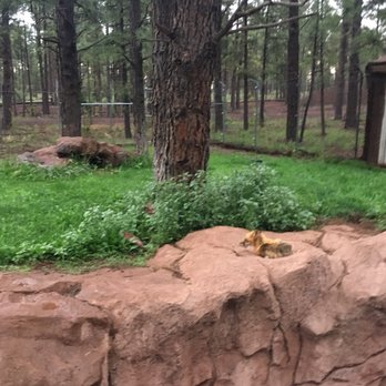 Bearizona - Zoos Near Me - Williams, Arizona
