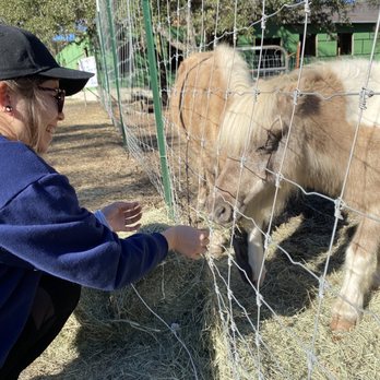 Wimberley Valley Winery - Miniature horse! - Wine Tasting Room Near Me - Driftwood, Texas Wimberley Valley Winery - Miniature horse! - Wine Tasting Room Near Me - Driftwood, Texas