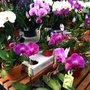 South-Van Market
