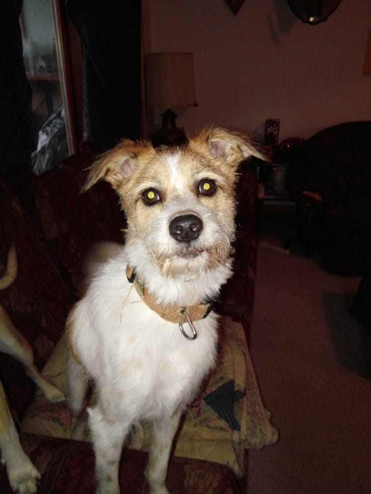 SHAMPOOCHES Updated September 2024 9273 Kellogg Rd, New Hartford, New York Pet Stores