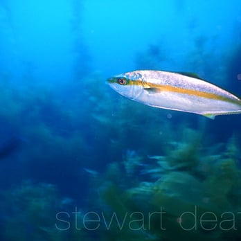 CeeRay Dive Boat - November 22, 2015 Parsons Landing Catalina. Aboard the CeeRay. - Scuba Diving Near Me - Long Beach, California