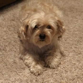 The Paw Spa - After bath happy girl! - Pet Groomers Near Me - Corona, California The Paw Spa - After bath happy girl! - Pet Groomers Near Me - Corona, California