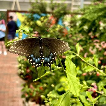 Chicora Tours - Cyprus Garden - Butterfly house - Walking Tours Near Me Chicora Tours - Cyprus Garden - Butterfly house - Walking Tours Near Me