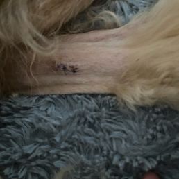 Stitches