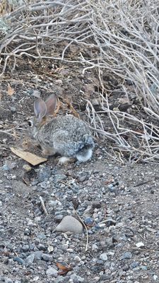 Willow Beach Marina by null