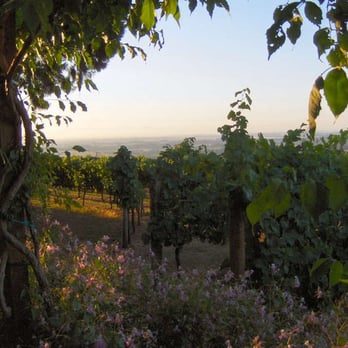 Wine Country Farm - Vineyards from the veranda... - Bed & Breakfast Near Me - Dayton, Oregon