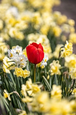 Skagit Valley Tulip Festival Headquarters by null