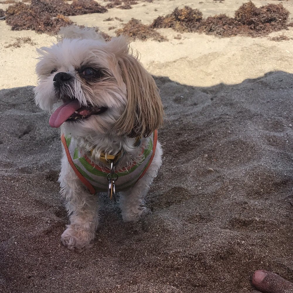 Bob Graham Beach - Mocha Coconut is happy at the Beach! - Beaches Near Me - Stuart, Florida