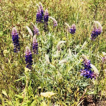 Bluff Lake Reserve - Parks Near Me - Angelus Oaks, California