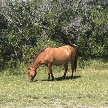 Assateague State Park - Parks Near Me - Berlin, Maryland