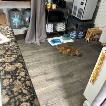 St Maurice Inn - Cat In Office in Hunt Mode - Hotels Near Me - Hollywood, Florida St Maurice Inn - Cat In Office in Hunt Mode - Hotels Near Me - Hollywood, Florida