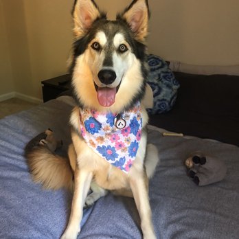 Happy Husky Dog Grooming - Post bath with Laura - Pet Groomers Near Me - Vacaville, California Happy Husky Dog Grooming - Post bath with Laura - Pet Groomers Near Me - Vacaville, California