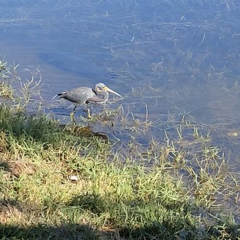 Pine Island Ridge - Tricolor heron - Parks Near Me - Davie, Florida