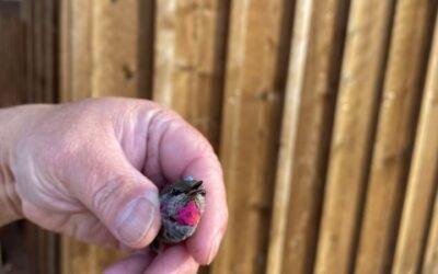 Alaska Wildlife Conservation Center by null