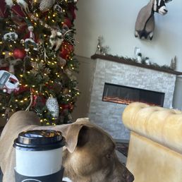 Dogs even get a pup cup!!