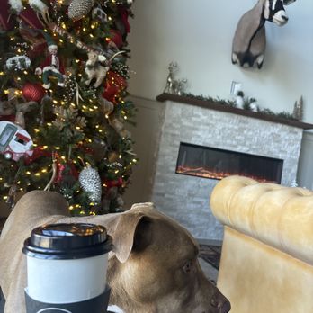 On The Go Coffee Co. - Dogs even get a pup cup!! - Coffee & Tea Near Me - Temple, Texas