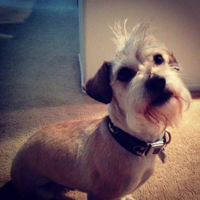 horizon pet supply winchester