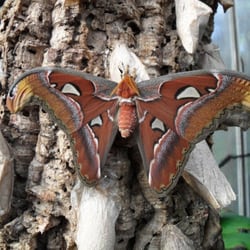 Botanische Staatssammlung - Schmetterlingsschau - Atlasfalter