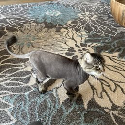 Abe after his recent cut.