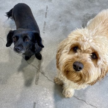 Dogdrop - Pet Sitting Near Me - Los Angeles, California