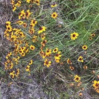 RV-Guy - Daisies - RV Repair Near Me RV-Guy - Daisies - RV Repair Near Me