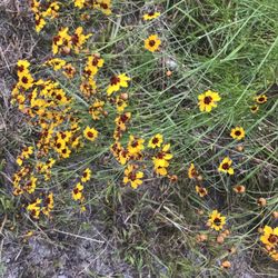 RV-Guy - Daisies