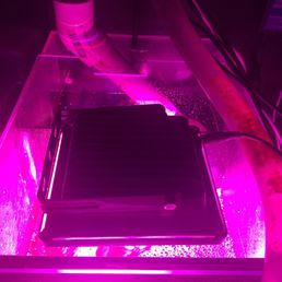 polycarbonate cover on sump with 12W LED light for growing chaeto in the middle chamber