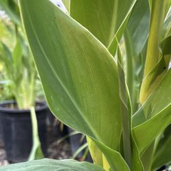 The Standard Design Group Nurseries - Bandanna plant