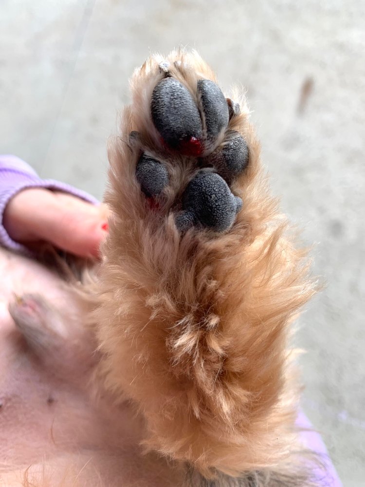 PETBAR 17 Photos 4880 Eldorado Pkwy, Frisco, Texas Pet Groomers