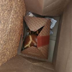 The Burger Den - Inside bag, my meal