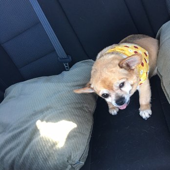 Grubby Dogs - Tiny after her bath & Pedi at Grubby Dogs - Pet Groomers Near Me - Murrieta, California