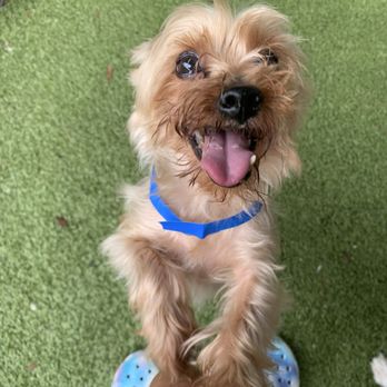 New Tampa Pet Resort - Happy Bingo - Pet Boarding Near Me - Lutz, Florida