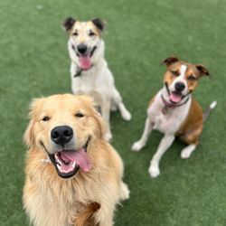 Marley and Me Dogs - Suns out tongues out