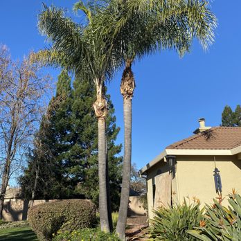 Arborguard - Palm Pruning - Tree Services Near Me Arborguard - Palm Pruning - Tree Services Near Me