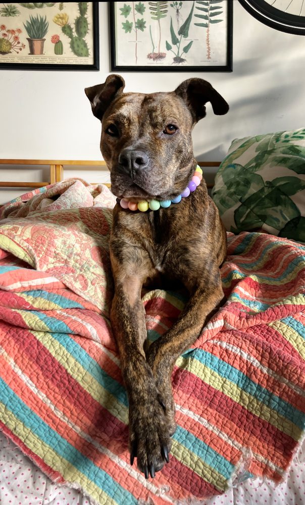 MANN VETERINARY HOSPITAL Updated September 2024 6780 Hwy 431 S