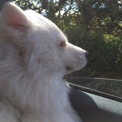 Dino's - It's Samoyed called lady