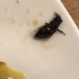 Honey bee that was cooked in with the broccoli.
