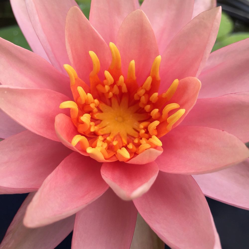 Mulkern Landscaping & Nursery - Nurseries & Gardening Near Me - Honolulu, Hawaii Mulkern Landscaping & Nursery - Nurseries & Gardening Near Me - Honolulu, Hawaii