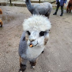 Jersey Shore Alpacas
