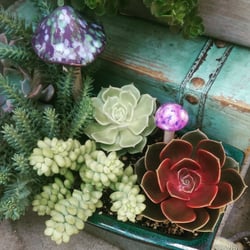 Glendora Gardens Nursery and Tree Farm - Pot and succulents from Glendora Nursery...