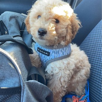 All 4's Grooming - This is Luffy before - Pet Groomers Near Me - San Jose, California