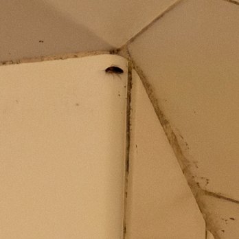LA Fitness - Roach in the shower - Trainers Near Me - Stone Mountain, Georgia LA Fitness - Roach in the shower - Trainers Near Me - Stone Mountain, Georgia
