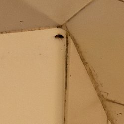 Roach in the shower