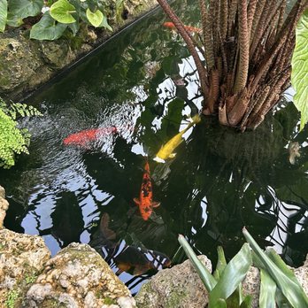Lincoln Park Conservatory - koi fishies - Parks Near Me - Chicago, Illinois
