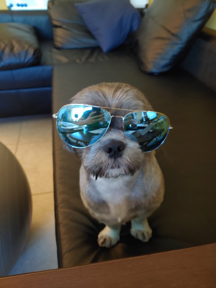 YOU LUCKY DOG 11 Reviews 947 S Federal Hwy, Deerfield Beach