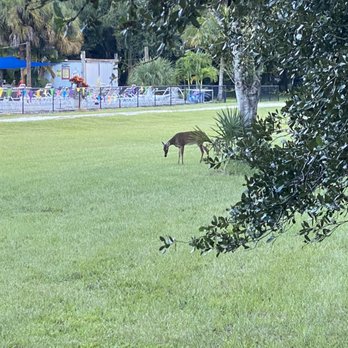 Vitambi Springs - Deer near pool - Resorts Near Me - Clewiston, Florida