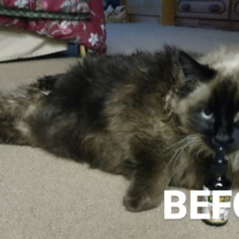 Royal Pets - BEFORE - Pet Groomers Near Me
